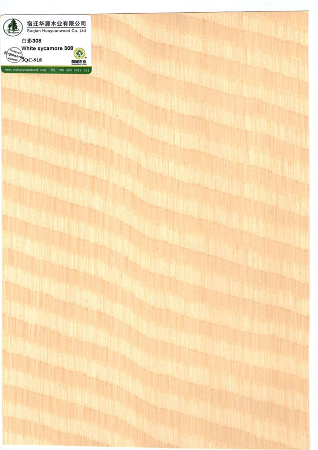 White sycamore 308