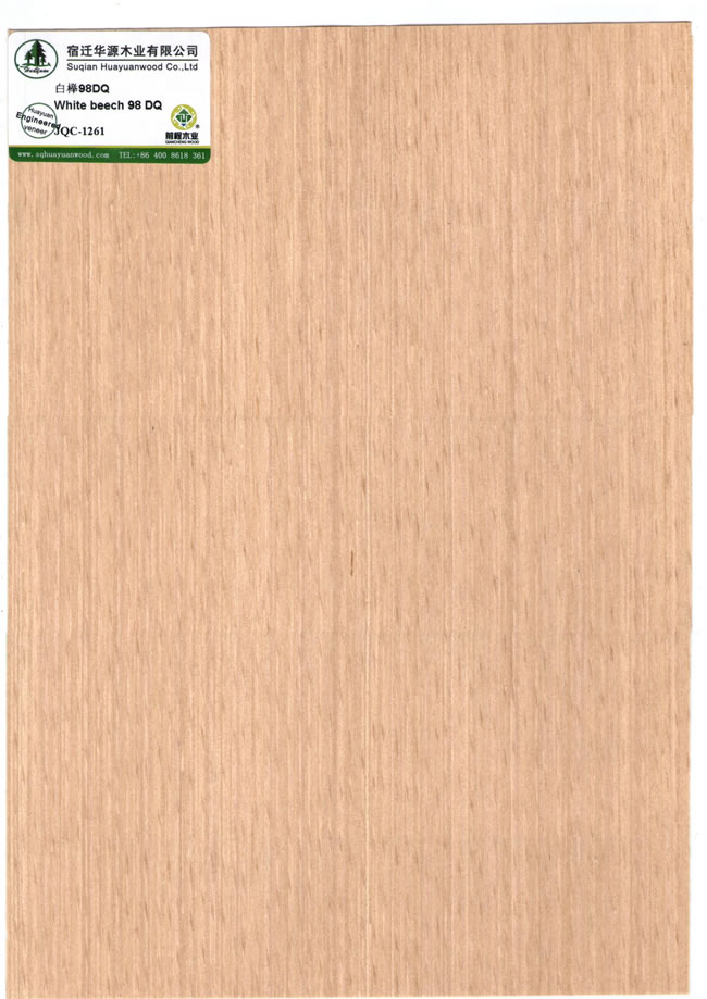 White beech 98 DQ